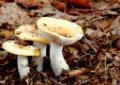 Paddenstoelen Herbertusbos Heeze 3